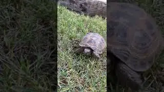 Russian tortoise walking around
