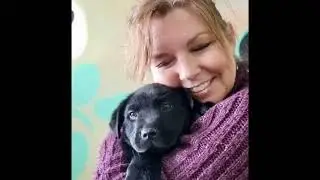 Declining adoption numbers impact local animal shelters