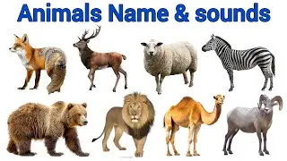 Learn Animals Name & Sounds | 20 Animal Sounds 