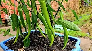 Long green chilli plant growing | how to grow green pepper long in container