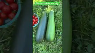 Picking some more stuff in my garden #ASMR #SoundUp #Garden #Vegetables#Subscribe ￼￼