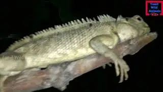 Lizard monitor Animals video, Lizard funny videos, super videos