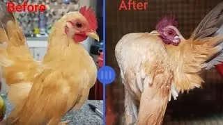 Malaysian Serama : Late Bloomer (Before and After)