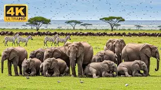 African Savanna Wildlife 4K 🌿 Survival in Nature with Piano & Guitar Music