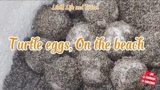 FOUND TURTLE EGGS ON THE BEACH 