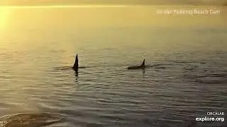 Orca Cam   live streaming video of wild Orcas   Explore org   Google Chrome 2025 07 30 23 00 58