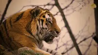 world tiger day video