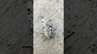 Giant Leopard Moth