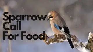 Sparrow Call Loud For Food | Sparrow Sound