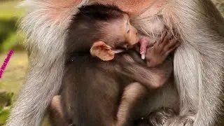 Tima milk falling down during cute baby monkey Timo sleeping