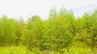 Kalitunsi Owe Myezi Ekumi. Ten month old Eucalyptus Trees. Uganda