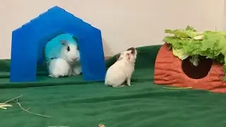 Happy Times For When You Are Sad