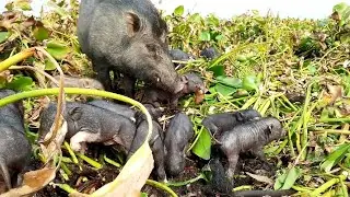 pig bill morning animal wild wings pig