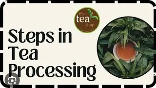 A COMPLETE DETAILED INFORMATION OF TEA PROCESSING @teaknowledge