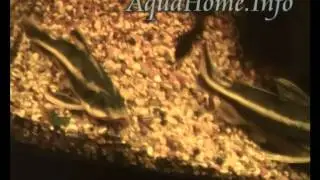 Полосатый платидорас (Platydoras costatus)