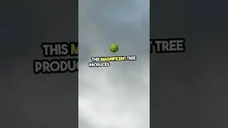 Shocking Truth About Peepal Tree Oxygen!