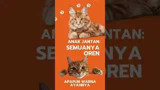 Kucing Oren Betina Ternyata Langka! 🐱