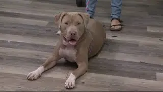 Pet on the Set | Furry Friends with Carrot Cake, the dog!