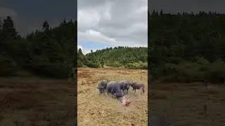 The buffalo also got angry when seeing the fake tiger #AnimalHighlights  #animal