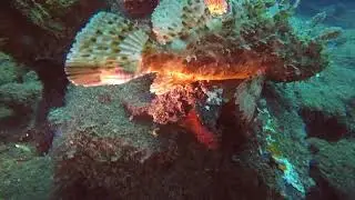 Scorpaena scrofa Gro&szlig;er Roter Drachenkopf with parasitic Nerocila bivittata Fischassel, Isopode