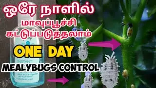 மாவுப்பூச்சியை ஒரே நாளில் கட்டுப்படுத்தலாம் / One Day Control mealybugs