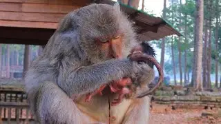 Baby Monkey Just Born ! Blacky Just Gave Birth To Healthy Baby