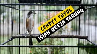 Suara Burung Cendet Isian Greja Tarung Durasi Panjang
