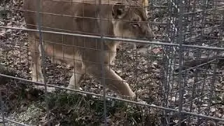 The National Tiger Sanctuary