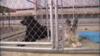 Animal shelter provides temporary home for evacuated pets