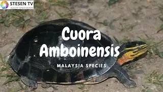 Amboina Box Turtle @ Cuora Amboinensis | Malaysian Species