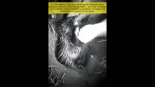 Bear Encounters Porcupine Inside Burrow &mdash; Night Vision Camera Captures Rare Moment!  #wildlife