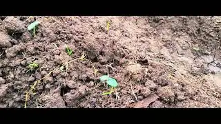 Farm Mini Vlog. #tamivlog#trending #farm 