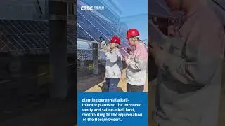 Contributing to the Revitalization of the Horqin Sandy Land! Successful Grid Connection Achieved