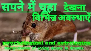 sapne me chuha dekhna.सपने  में  चूहे देखना. Seeing  mouse in  dreams.