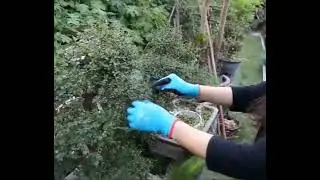 Why Are Garden Gloves Important #gardening #gardensafety