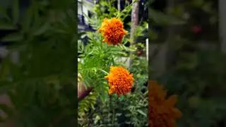 Marigold orange flower 🌼🏵️#shorts #flower