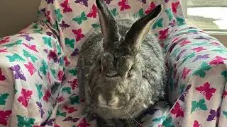 Rabbit Calm by Pet Acoustics