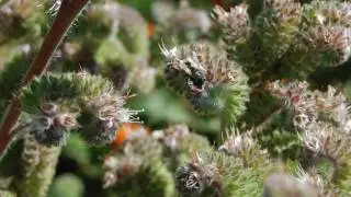 The Benefits of Pollinator Seed Mixes