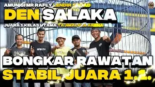 BONGKAR RAWATAN MURAI DEN SALAKA STABIL JUARA DOUBLE WINNER 1. 1.
