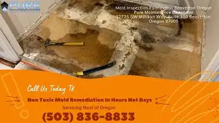 Mold Inspection Farmington Beaverton Oregon - Pure Maintenance Beaverton - 503-836-8833