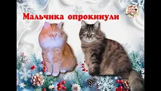 Мальчика опрокинули. The Boy cat was knocked over.