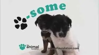 The Animal Foundation's 12th Annual Best in Show -- PSA