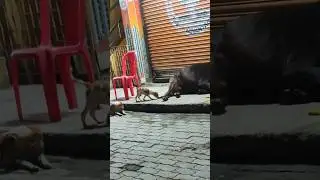 He Fell&hellip; And My Heart Did Too ❤️🐶🫂
