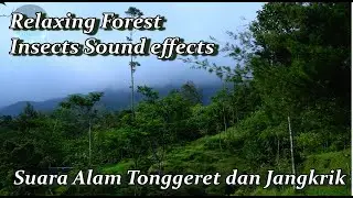 SUARA Tonggeret dan Jangkrik Hutan | Relaxing Nature Sound, Insects sounds