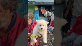 GALLIFSTREET pet market/dog market Kolkata |#ytviralshorts #ytshort #gallifstreet #dogbreed #pets
