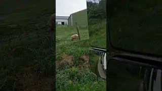 2 cool farm pigs! off my route in Dresden, ohio.