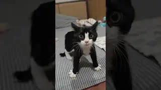 Drama kitten
