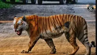 Kaziranga Revealed: The Wild Heart of Assam's Biodiversity