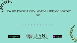 How The Pecan Quickly Became A Beloved Southern Icon | Plant Connection