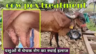 cow pox disease,पशु में चेचक रोग का इलाज चेचक बीमारी रोकथाम इलाज chechak cow pox Disease !#dairyfarm